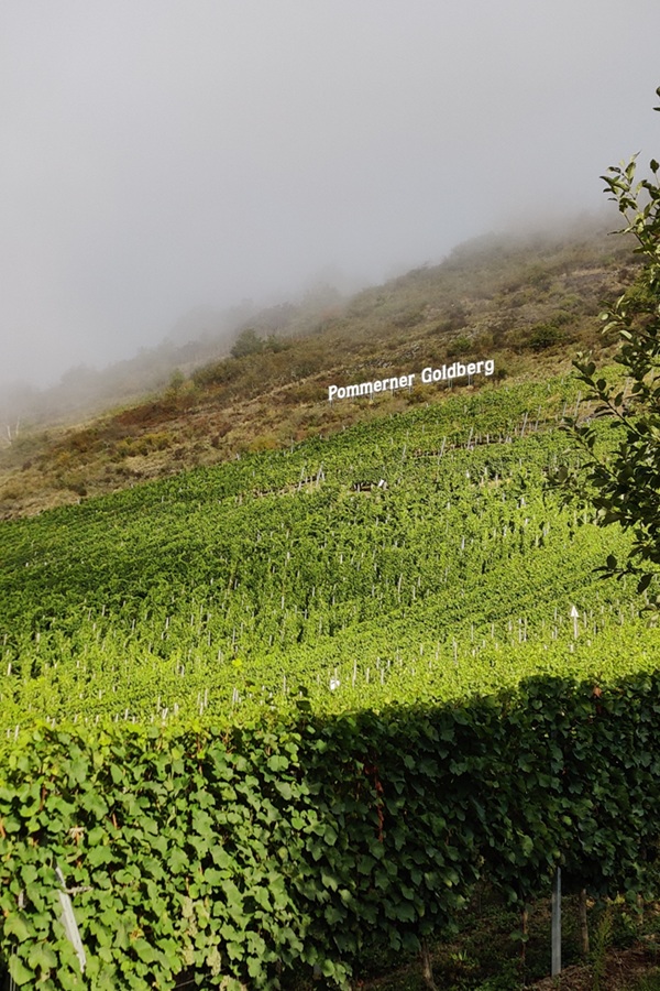 DIE FRUCHTBOMBE | 2024 Pommerner Goldberg | Riesling Kabinett | süß | Nr. 3154 – Bild 3